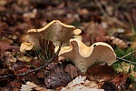 Rotbraune Semmelstoppelpilz (Hydnum rufescens)