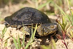 Europische Sumpfschildkrte (Emys orbicularis)