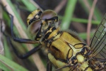 Groer Blaupfeil (Orthetrum cancellatum)