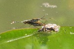 Wasserlufer (Gerris lacustris)