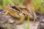 Moorfrosch (Rana arvalis)