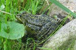 Seefrosch (Rana ridibunda)