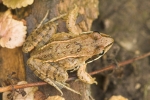 Moorfrosch (Rana arvalis)