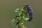 Siebenpunkt-Marienkfer (Coccinella septempunctata)