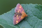 Goldznsler (Pyrausta aurata)