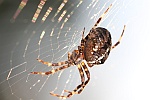 Gartenkreuzspinne (Araneus diadematus)