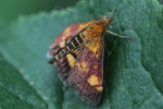 Goldznsler (Pyrausta aurata)