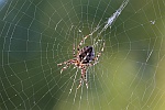 Gartenkreuzspinne (Araneus diadematus)