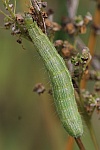 Gammaeule (Autographa pulchrina)