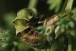 Wiesenrauten-Kapselspanner (Gagitodes sagittata)