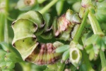 Wiesenrauten-Kapselspanner (Gagitodes sagittata)