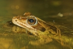 Moorfrosch (Rana arvalis)