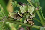 Wiesenrauten-Kapselspanner (Gagitodes sagittata)