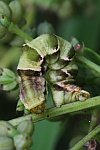 Wiesenrauten-Kapselspanner (Gagitodes sagittata)