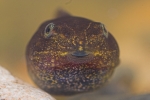 Moorfrosch (Rana arvalis)