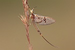 Gr. Eintagsfliege (Ephemera danica)