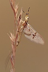 Gr. Eintagsfliege (Ephemera danica)