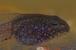 Moorfrosch (Rana arvalis)