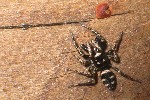 Zebraspringspinne (Salticus scenicus)