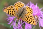 Kleiner Perlmutterfalter (Issoria lathonia)