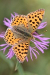 Kleiner Perlmutterfalter (Issoria lathonia)