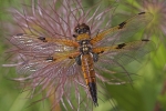 Vierfleck (Libellula quadrimaculata)