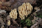 Steife Koralle (Ramaria stricta)