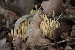 Steife Koralle (Ramaria stricta)