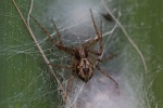 Flachstrecker (Philodromus sp)