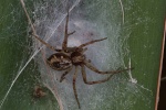Flachstrecker (Philodromus sp)