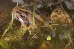 Moorfrosch (Rana arvalis)