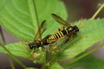 Braunwurzblattwespe (Tenthredo scrophulariae)