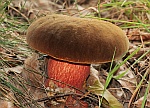 Hexenrhrling (Boletus erythropus)