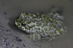 Wechselkrte (Bufo viridis)