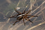 Gerandete Jagdspinne (Dolomedes fimbriatus)