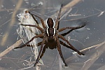 Gerandete Jagdspinne (Dolomedes fimbriatus)