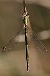 Kleine Binsenjungfer (Lestes virens)