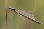 Kleine Binsenjungfer (Lestes virens)