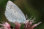 Faulbaumbluling (Celastrina argiolus)