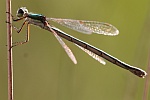 Kleine Binsenjungfer (Lestes virens)
