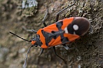 Ritterwanze (Lygaeus equestris)