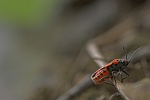 Ritterwanze (Lygaeus equestris)