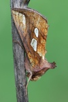 R�hricht-Goldeule (Plusia festucae)