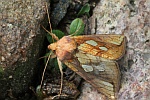 R�hricht-Goldeule (Plusia festucae)