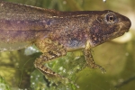 Moorfrosch (Rana arvalis)