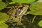 Moorfrosch (Rana arvalis)