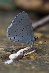 Faulbaumbluling (Celastrina argiolus)