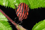 Streifenwanze (Graphosoma lineatum)