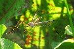 Wiesenschnake (Tipula paludosa)