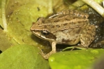 Moorfrosch (Rana arvalis)